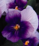 Viola cornuta "Sorbet XP F1 Beaconsfield" - Hornveilchen