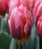 Triumph-Tulpe Pretty Princess