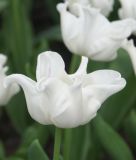 Triumph-Tulpe White Liberstar