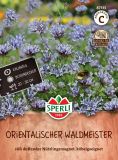 Asperula  orientalis - Orientalischer Waldmeister