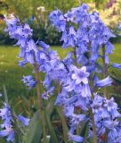 Hyacinthoides hispanica "Excelsior" - Spanisches Hasenglckchen