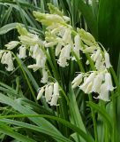 Hyacinthoides hispanica "White City" - Spanisches Hasenglckchen