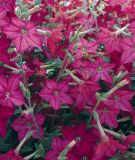 Nicotiana x sanderae "Perfume F1 Bright Rose" - Ziertabak