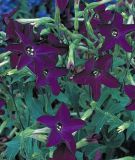 Nicotiana x sanderae "Perfume F1 Deep Purple" - Ziertabak