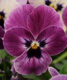 Viola cornuta "Sorbet XP F1 Raspberry" - Hornveilchen