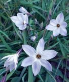 Ipheion uniflorum "Wisley Blue" - Einbltiger Frhlingsstern