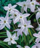 Ipheion uniflorum 