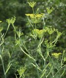 Gewrzfenchel - Foeniculum vulgare