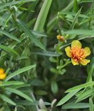 Gewrztagetes  "Sweet Mace" - Tagetes lucida