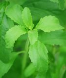 Skraut / Honigkraut - Stevia rebaudiana