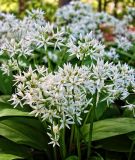 Brlauch / Wald-Knoblauch - Allium ursinum