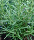 Rosmarin - Rosmarinus officinalis