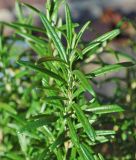 Rosmarin - Rosmarinus officinalis