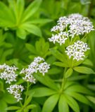 Waldmeister - Galium odoratum