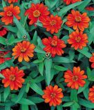 Zinnia x hybrida "Profusion Orange" - Zinnie