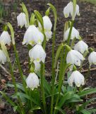 Leucojum vernum - Echter Mrzbecher, Frhlingsknotenblume