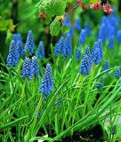 Muscari armeniacum "Early Giant" - Armenische Traubenhyazinthe