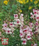 Antirrhinum majus "Lucky Lips" - Lwenmulchen