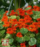 Tropaeolum majus "Orange Troika" - Kapuzinerkresse