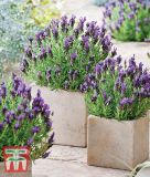 Lavandula stoechas "Bandera Purple" - Schopf-Lavendel