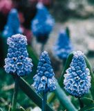 Muscari azureum - Perlhyazinthe