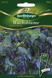 Cerinthe major "Bienenliebling" - Wachsblume