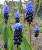 Muscari latifolium - Breitblttrige Traubenhyazinthe