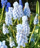 Muscari "Valerie Finnis" - Traubenhyazinthe