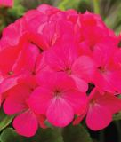 Pelargonium zonale "Maverick Rose" - Stehende Pelargonie