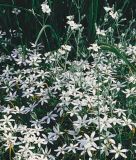 Ornithogalum umbellatum - Doldiger Milchstern