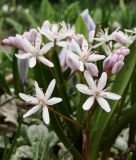 Scilla bifolia "Rosea" - Rosa Zweiblttriger Blaustern