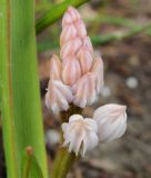 Scilla bifolia 