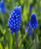 Muscari aucheri "Dark Eyes" - Aucher-Traubenhyazinthe