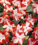 Impatiens walleriana "Balance F1 Orange Star" - Fleiiges Lieschen