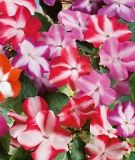 Impatiens walleriana "Balance F1 Star Mixture" - Fleiiges Lieschen