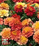 Tagetes patula "Strawberry Blonde" - Studentenblume