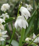 Scilla siberica "Alba" - Weier Sibirischer Blaustern