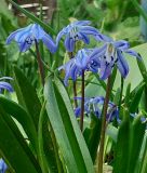 Scilla siberica 