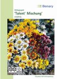 Gazania rigens "Talent Mischung" - Mittagsgold