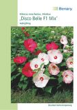 Hibiscus moscheutos "Disco Belle Mix" - Sumpfeibisch