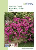 Petunia hybrida "Wave F1 Lavender" - Hngepetunie
