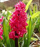 Hyacinthus orientalis "Jan Bos"