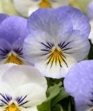 Viola cornuta "Sorbet XP F1 Yesterday-Today-Tomorrow" (YTT) - Hornveilchen