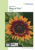 Helianthus annuus "Ring of Fire" - Sonnenblume