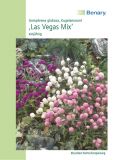 Gomphrena globosa "Las Vegas Mix", Kugelamarant
