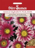 Gazania splendens "Daybreak F1 Pink Shade" - Mittagsgold