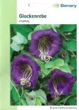 Cobaea scandens - Glockenrebe