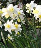 Narcissus jonquilla "Sailboat"