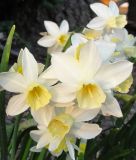 Narcissus jonquilla 