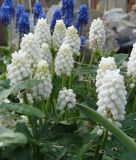 Muscari aucheri "White Magic" - Aucher-Traubenhyazinthe